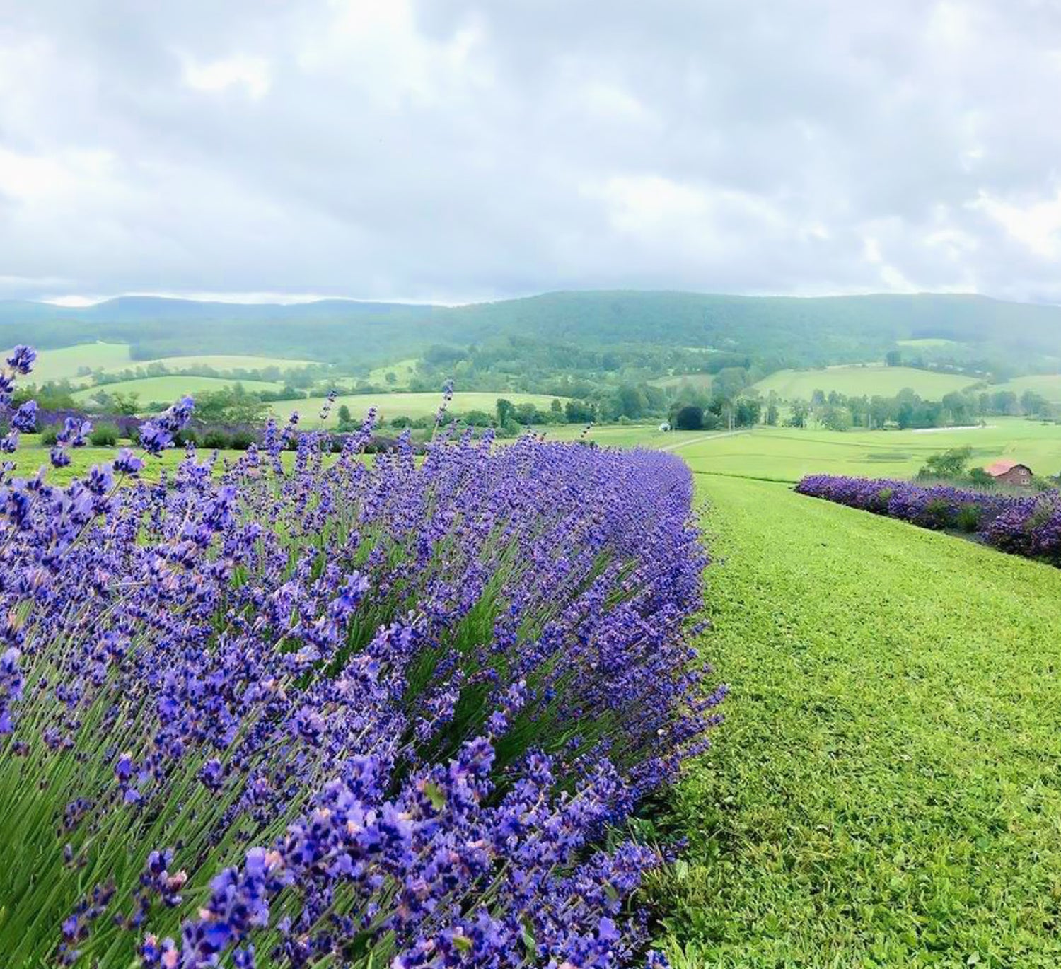 A view from the end of a lavender row at the Slate Hill Flower Farm. There are multiple beautiful lavender plants going straight down the row, with a gorgeous view of the Mohawk Valley hills.