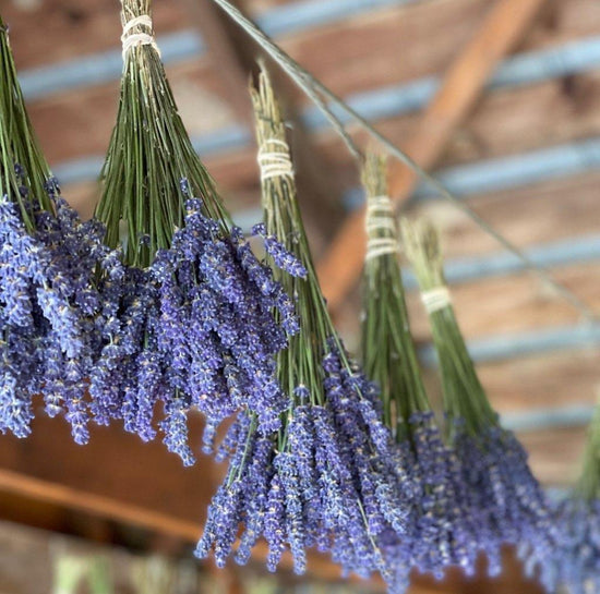 Bunches of blue/purple fresh lavender, hung from a wire upside down in a wooden shed to be dried.