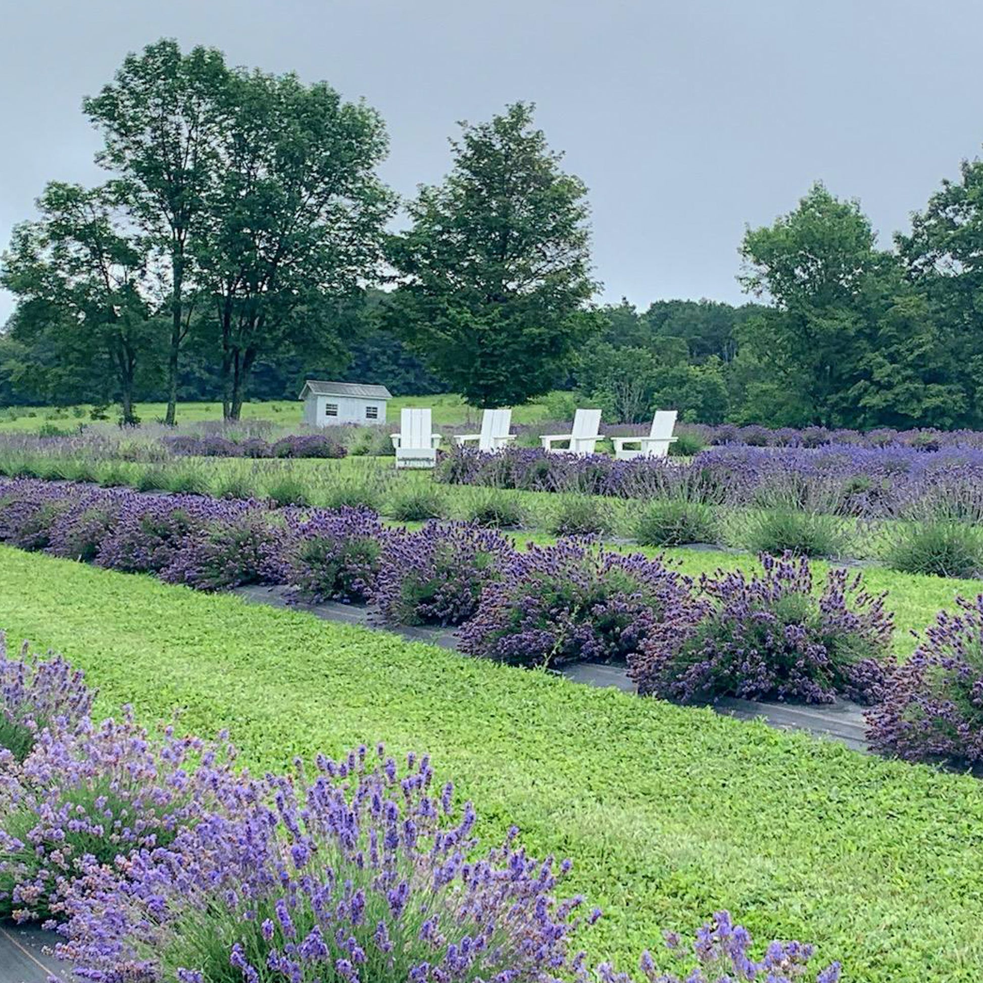 Lavender field with white adirondack chairs.