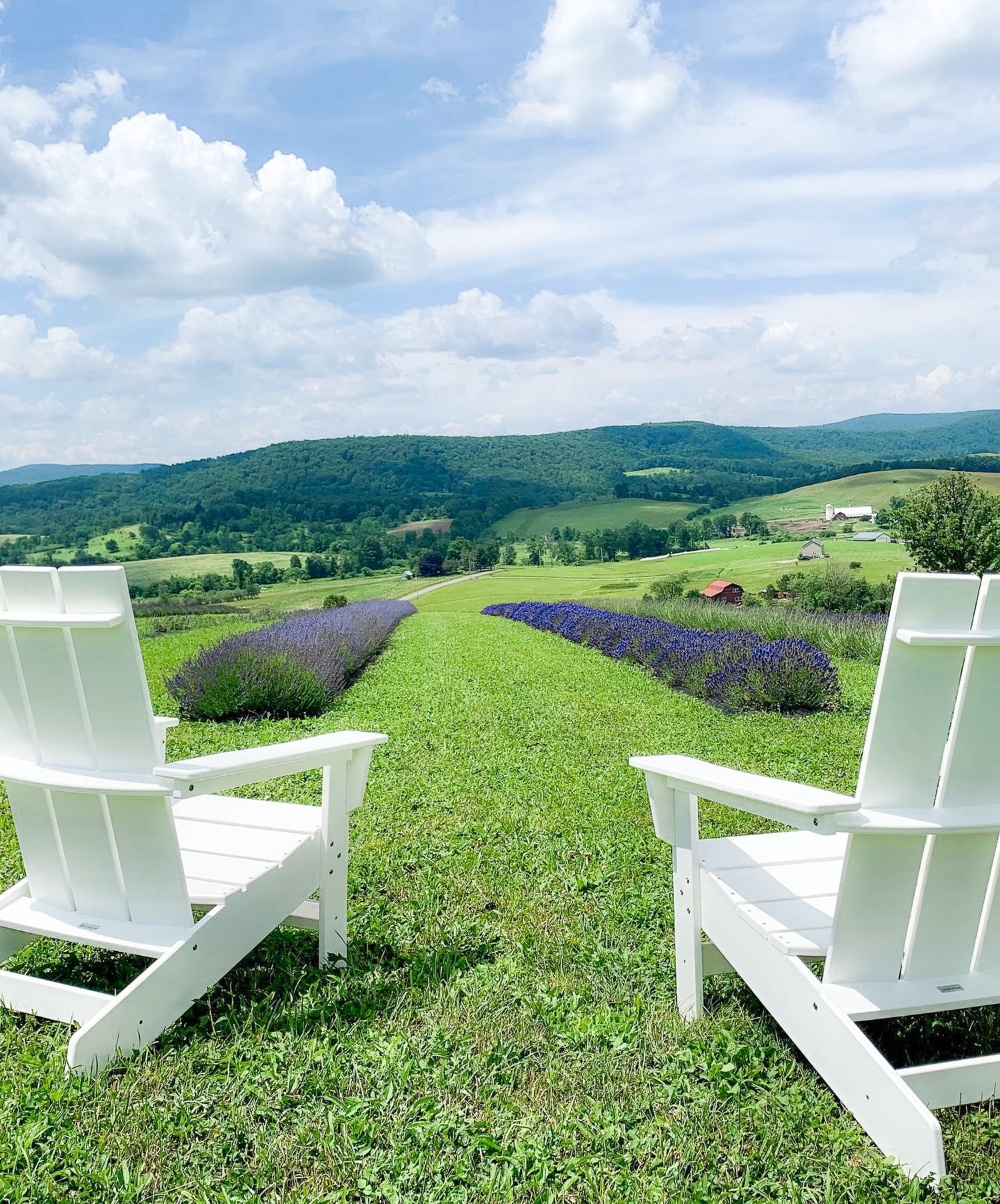 Two white Adirondack chairs facing towards a field of lavender at the Slate Hill Flower Farm. The sky is bright blue and sunny and the view is of the Mohawk Valley.