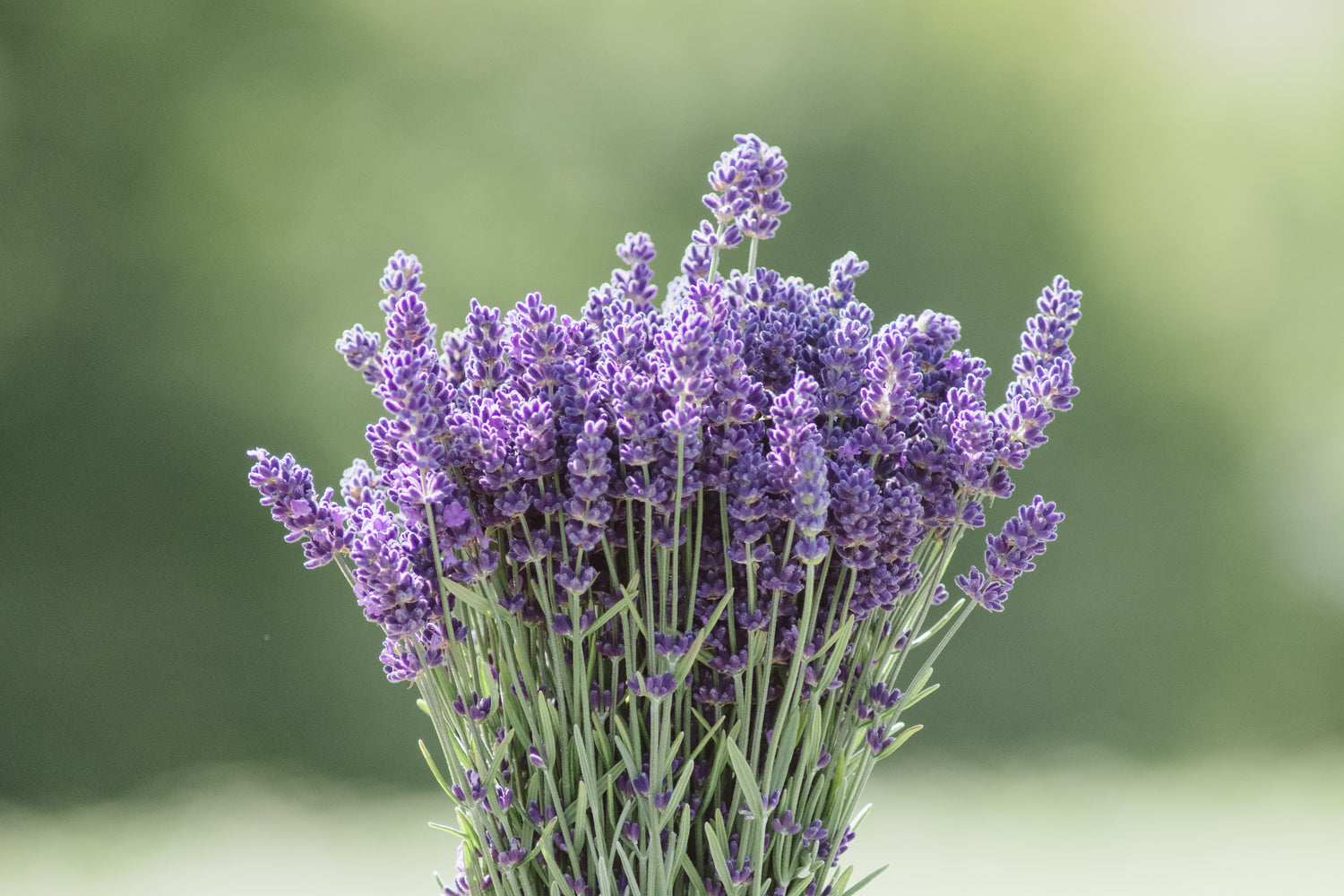 A close-up of a fresh purple bundle of lavender with a grassy green blurry background.