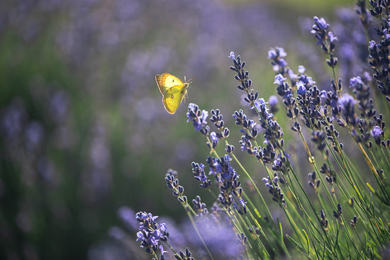 A yellow moth landing on a lavender plant.