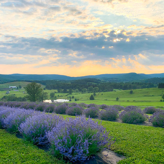 A lavender field during sunset.