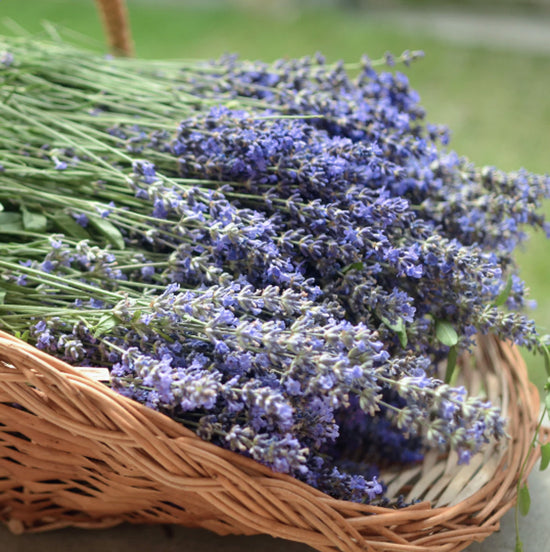 A few bundles of lavender sitting in a weaved basket.