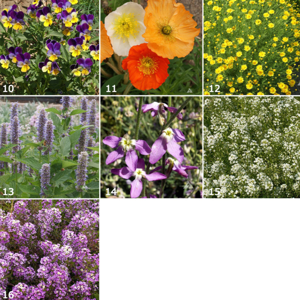 Various brightly colored garden flowers that come in oranges, purples, and yellows.