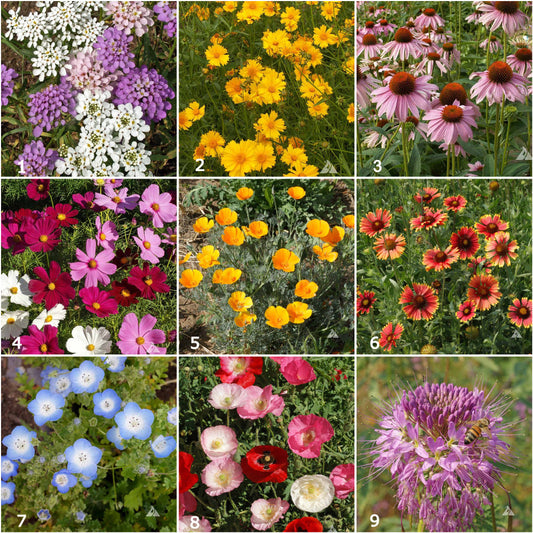 Various brightly colored garden flowers that come in oranges, blues, purples, yellows, and pinks.