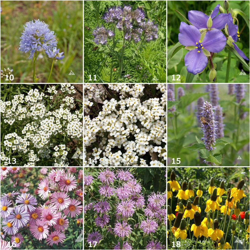 Various brightly colored garden flowers that come in blues, purples, and pinks.