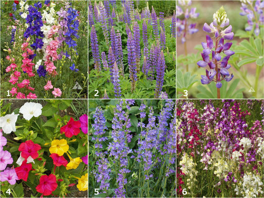 Various brightly colored garden flowers that come in oranges, blues, purples, and pinks.