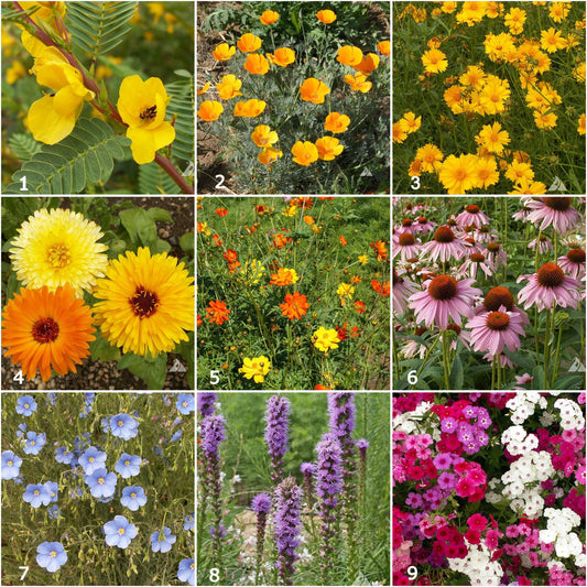 Various brightly colored garden flowers that come in oranges, blues, purples, and pinks.