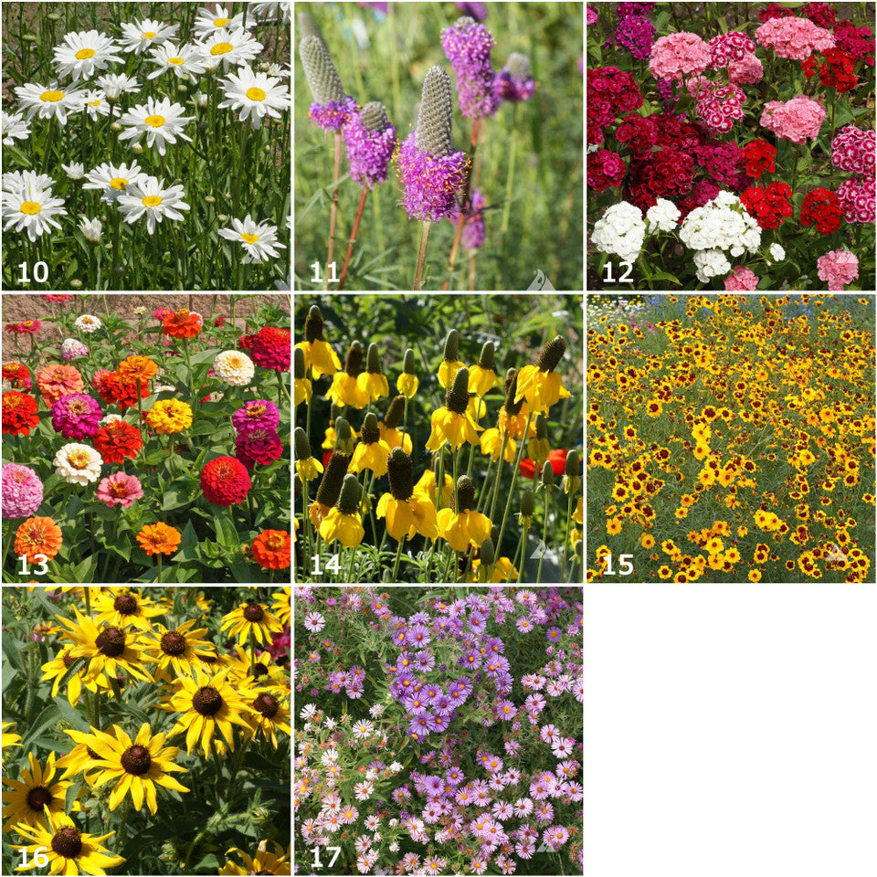 Various brightly colored garden flowers that come in oranges, yellows, purples, and pinks.